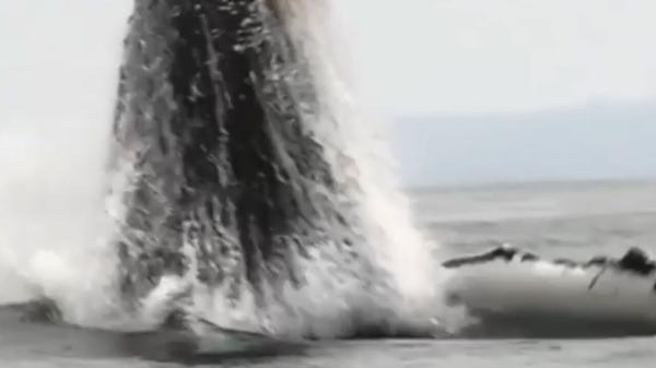 فیلمی از یک نهنگ گوژپشت