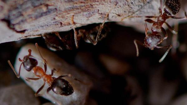 شگفتی هایی درباره مورچه ها