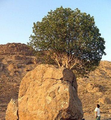 درخت مروارید سبز ارسنجان یکی از جاذبه های طبیعی استان فارس است